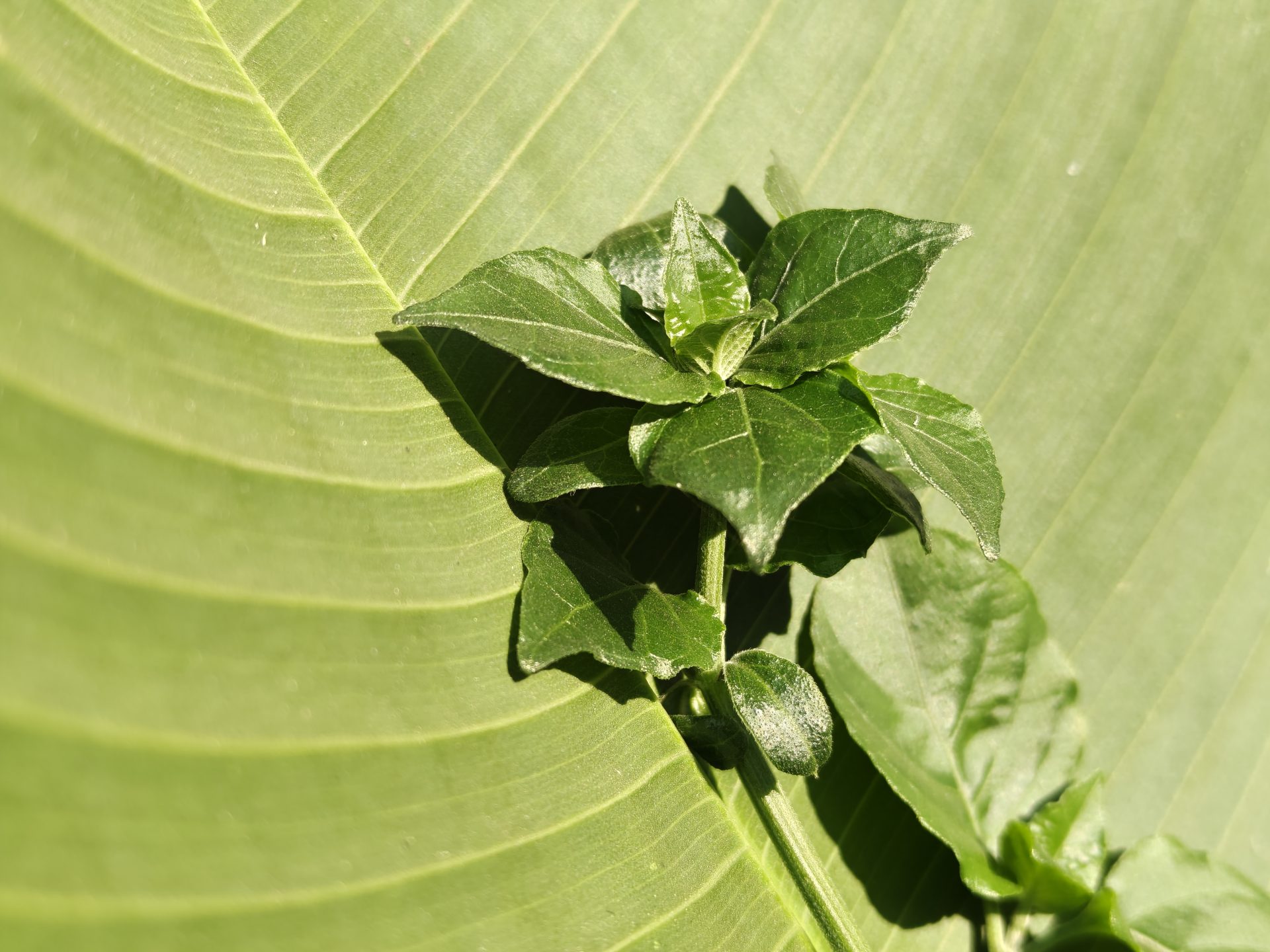 OnePlus 15R скрывает нечто, что вызовет бурю в мире смартфонов картинка Смартфон OnePlus 15R в свежем дизайне | DGL.RU