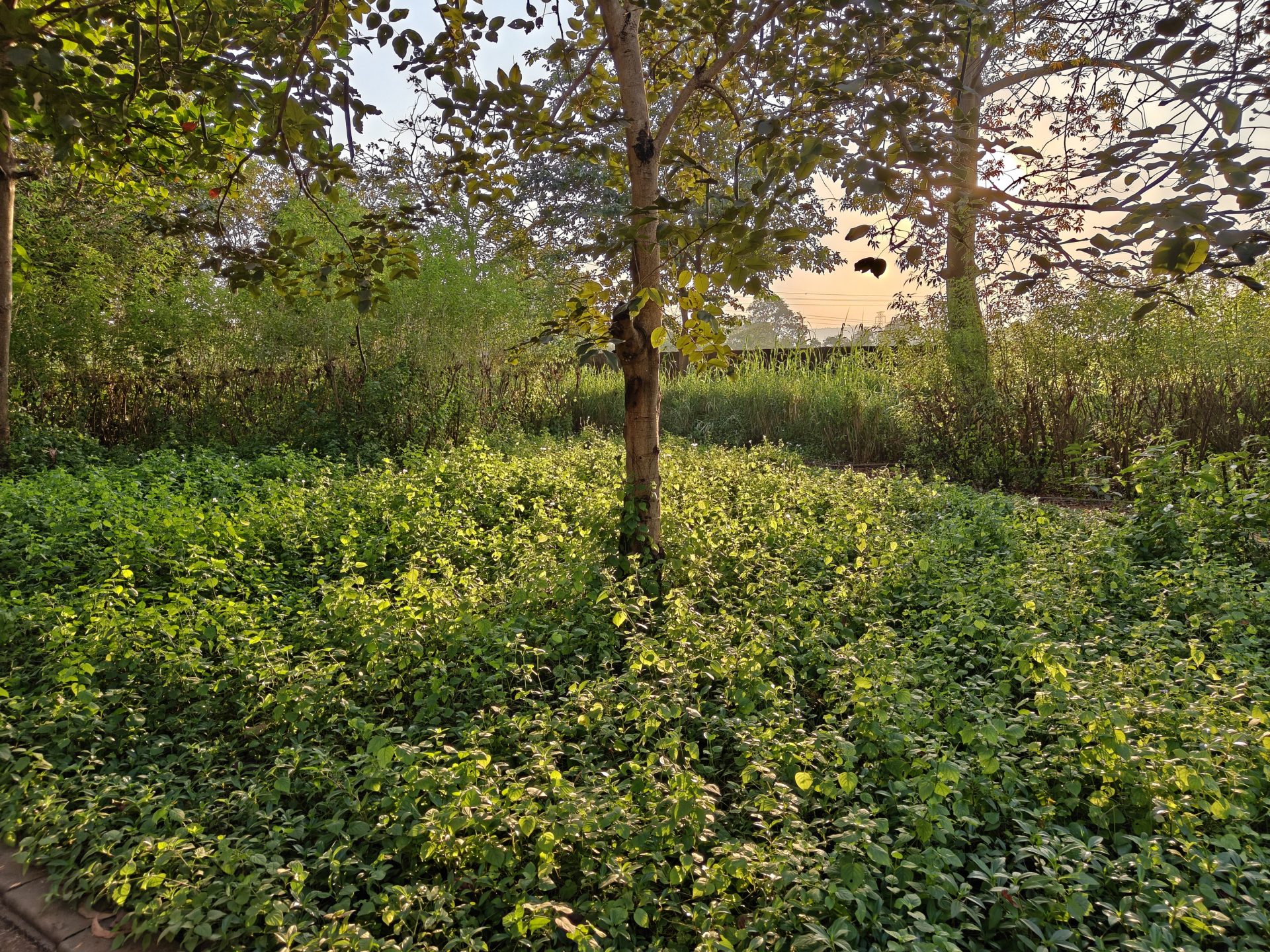 OnePlus 15R скрывает нечто, что вызовет бурю в мире смартфонов картинка Смартфон OnePlus 15R в свежем дизайне | DGL.RU