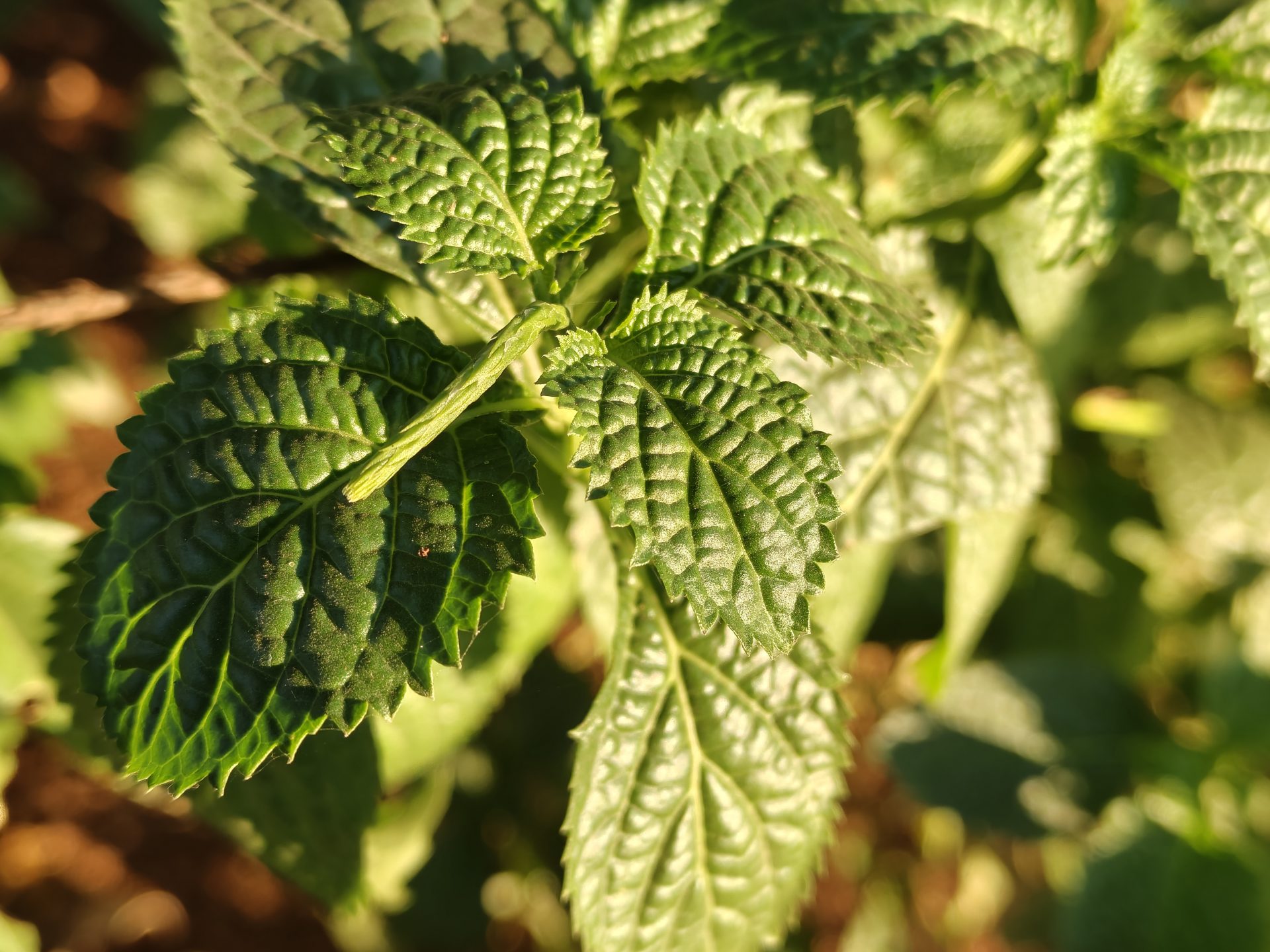 OnePlus 15R скрывает нечто, что вызовет бурю в мире смартфонов картинка Смартфон OnePlus 15R в свежем дизайне | DGL.RU