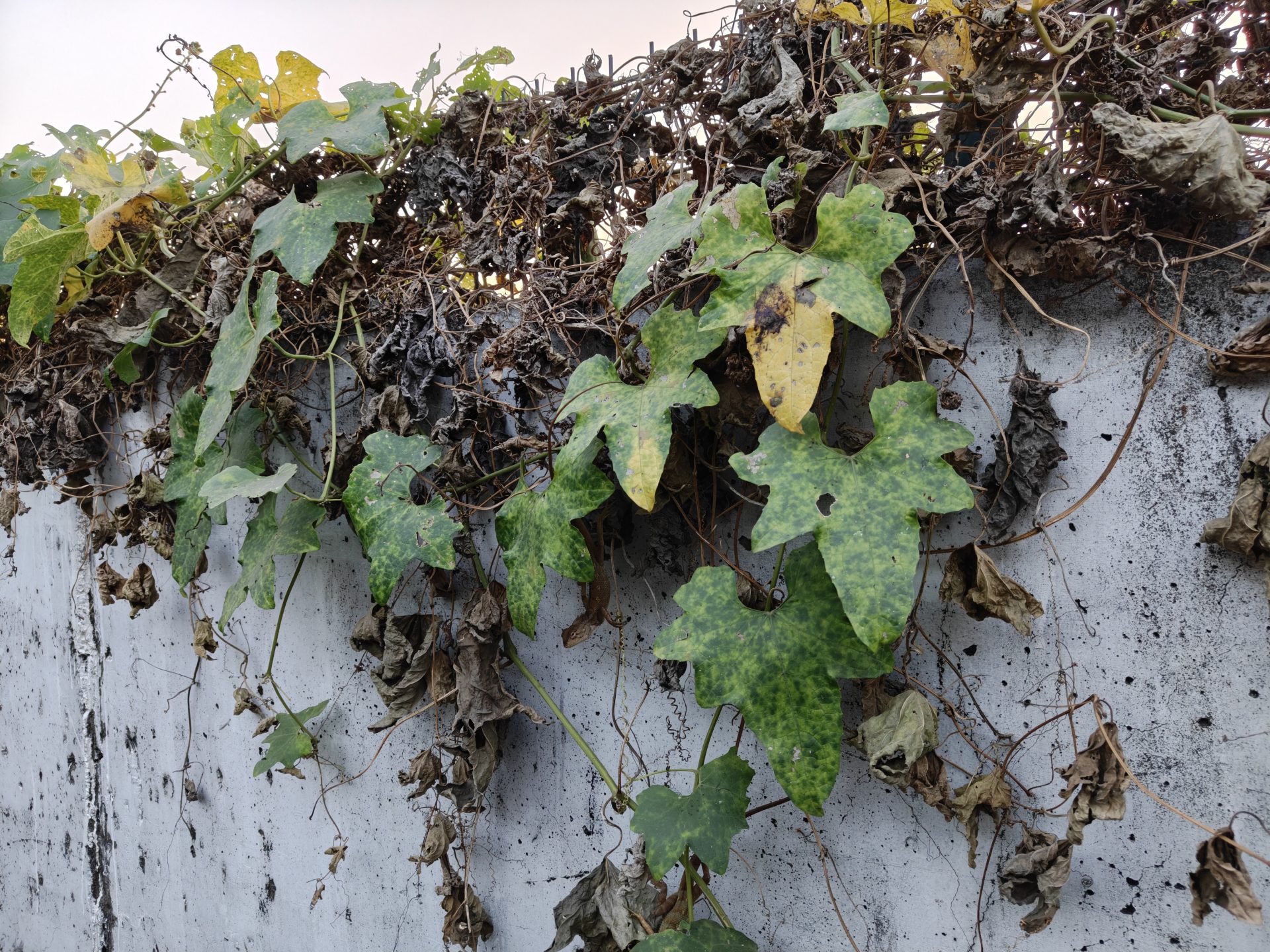 OnePlus 15R скрывает нечто, что вызовет бурю в мире смартфонов картинка Смартфон OnePlus 15R в свежем дизайне | DGL.RU