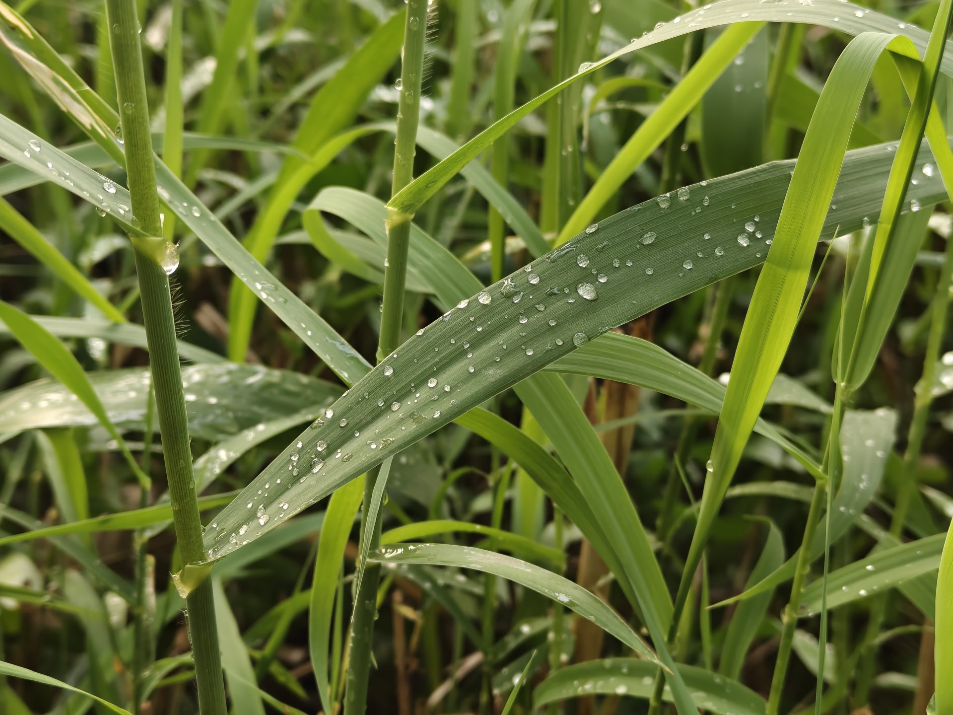 OnePlus 15R скрывает нечто, что вызовет бурю в мире смартфонов картинка Смартфон OnePlus 15R в свежем дизайне | DGL.RU