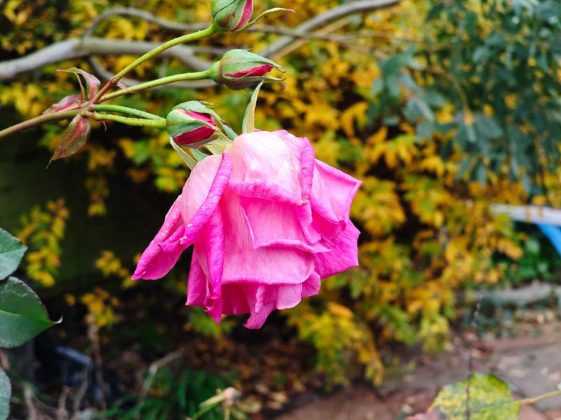 Смартфон Poco F8 Pro: флагманская мощь | DGL.RU