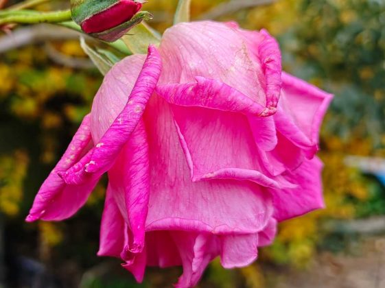 Смартфон Poco F8 Pro: флагманская мощь | DGL.RU