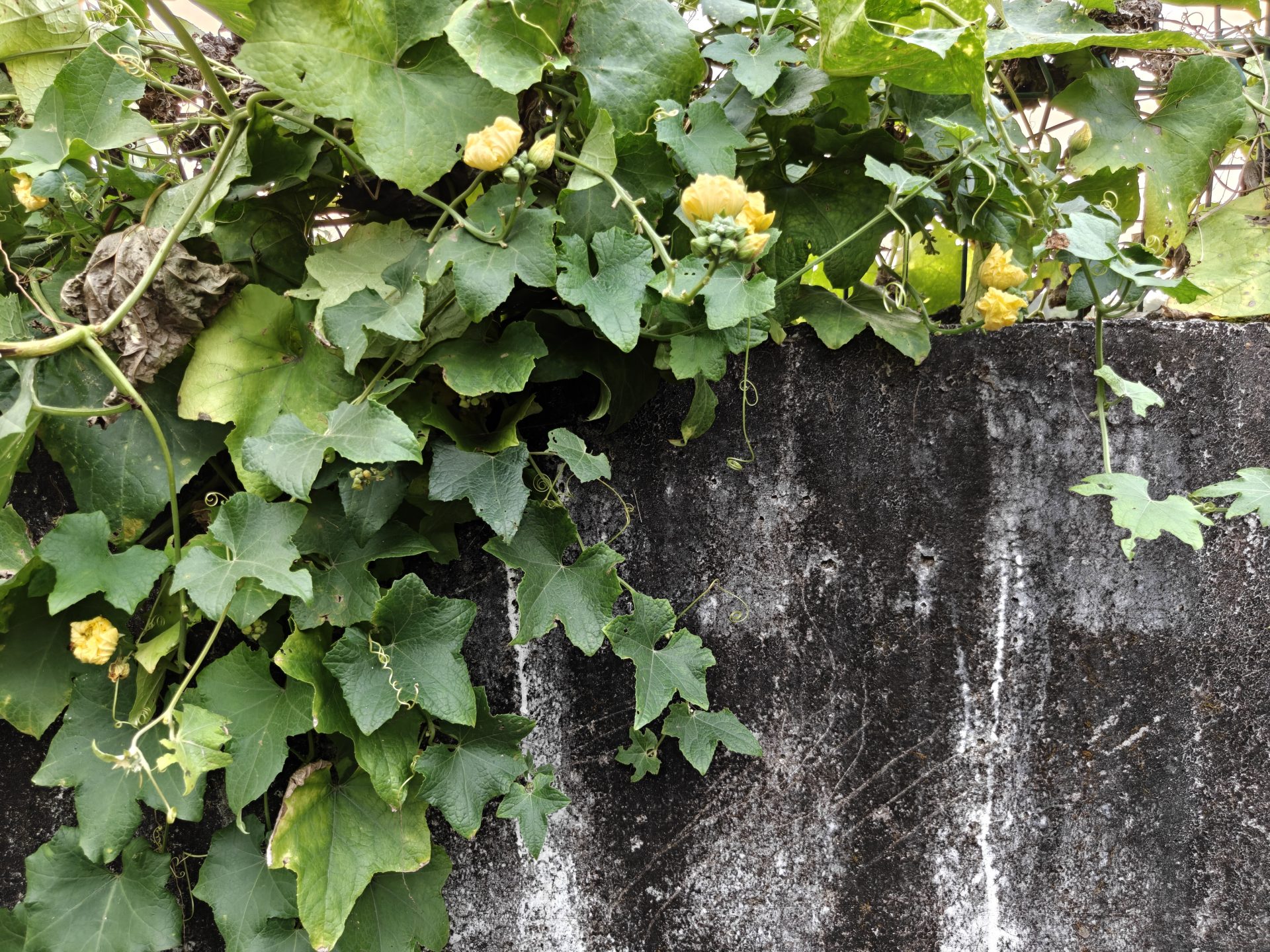 OnePlus 15 против OnePlus 13: какой из смартфонов выбрать картинка Смартфоны OnePlus 15 и OnePlus 13 | DGL.RU