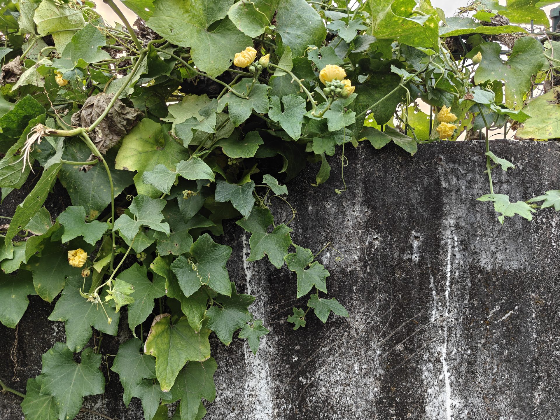 OnePlus 15 против OnePlus 13: какой из смартфонов выбрать картинка Смартфоны OnePlus 15 и OnePlus 13 | DGL.RU