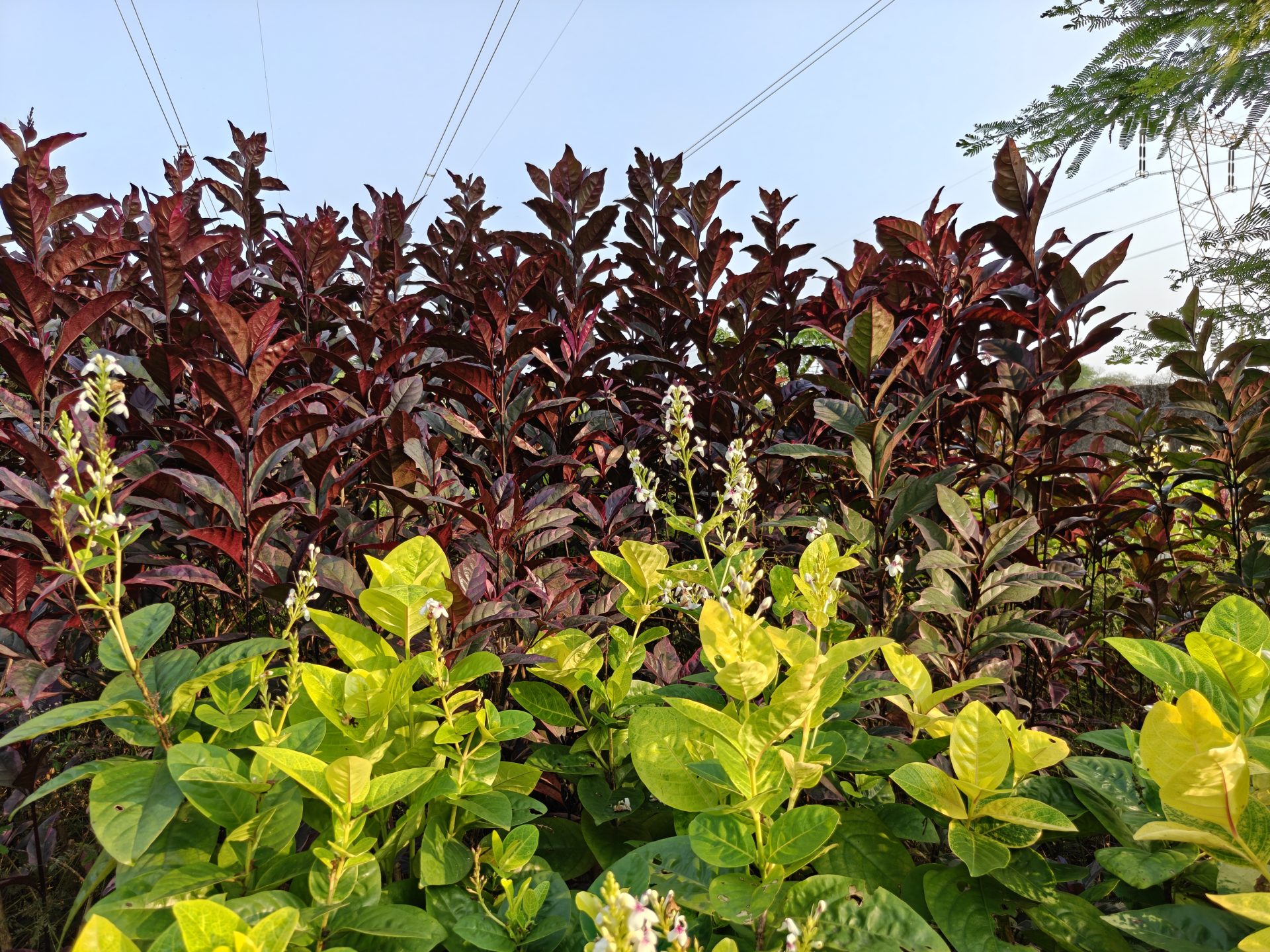 OnePlus 15 против OnePlus 13: какой из смартфонов выбрать картинка Смартфоны OnePlus 15 и OnePlus 13 | DGL.RU