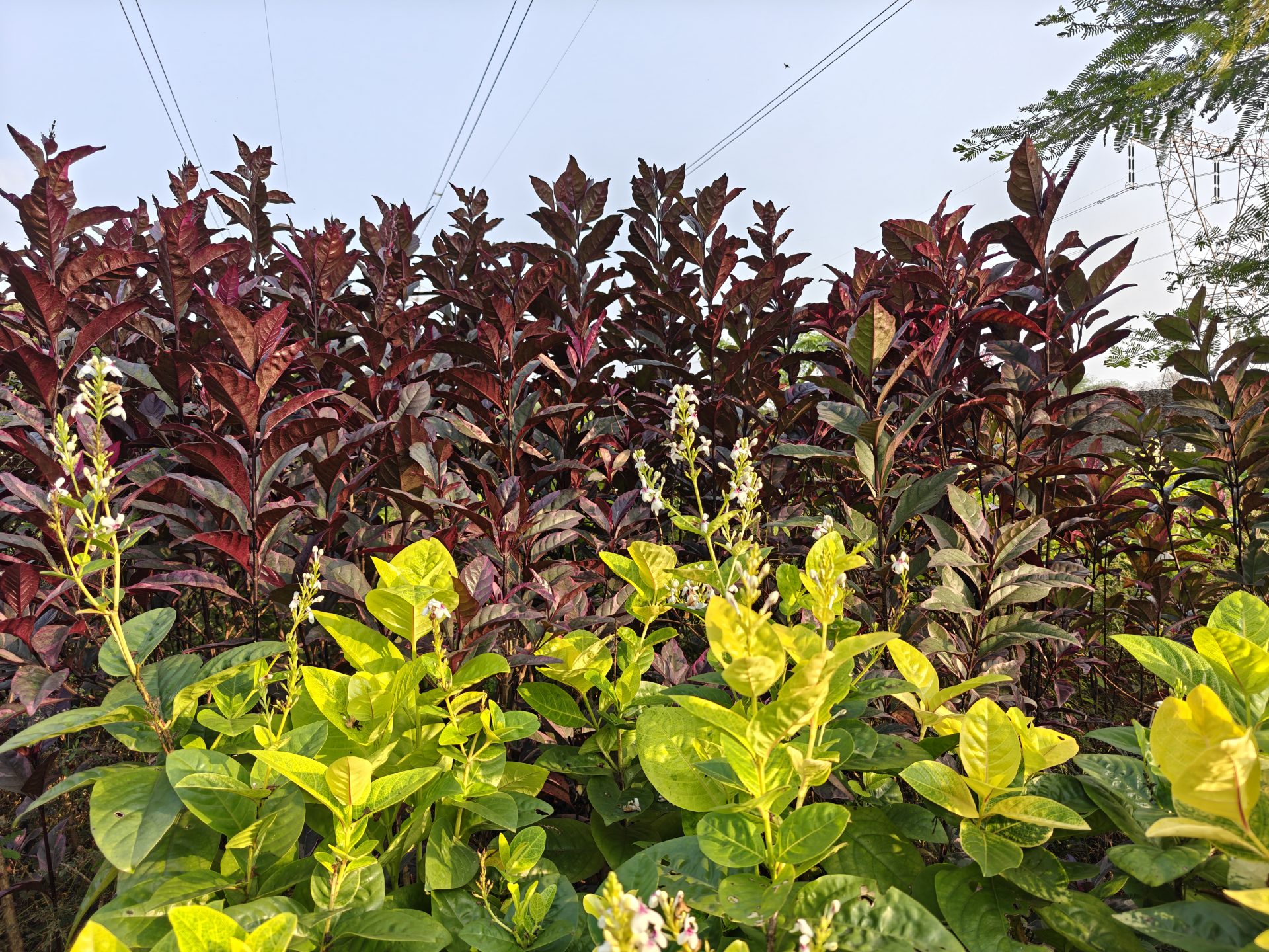 OnePlus 15 против OnePlus 13: какой из смартфонов выбрать картинка Смартфоны OnePlus 15 и OnePlus 13 | DGL.RU