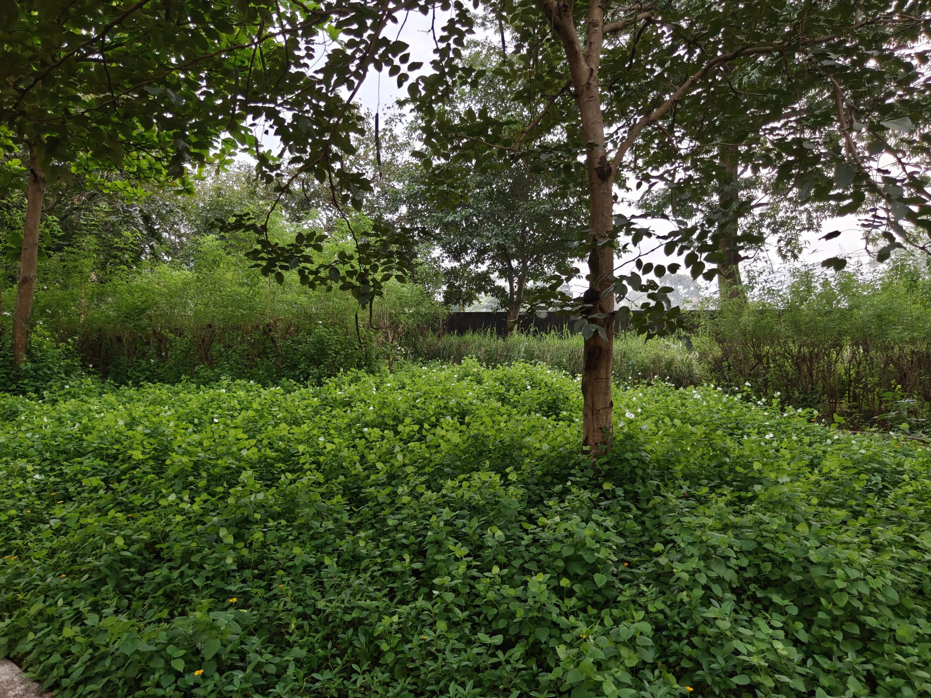 OnePlus 15 против OnePlus 13: какой из смартфонов выбрать картинка Смартфоны OnePlus 15 и OnePlus 13 | DGL.RU