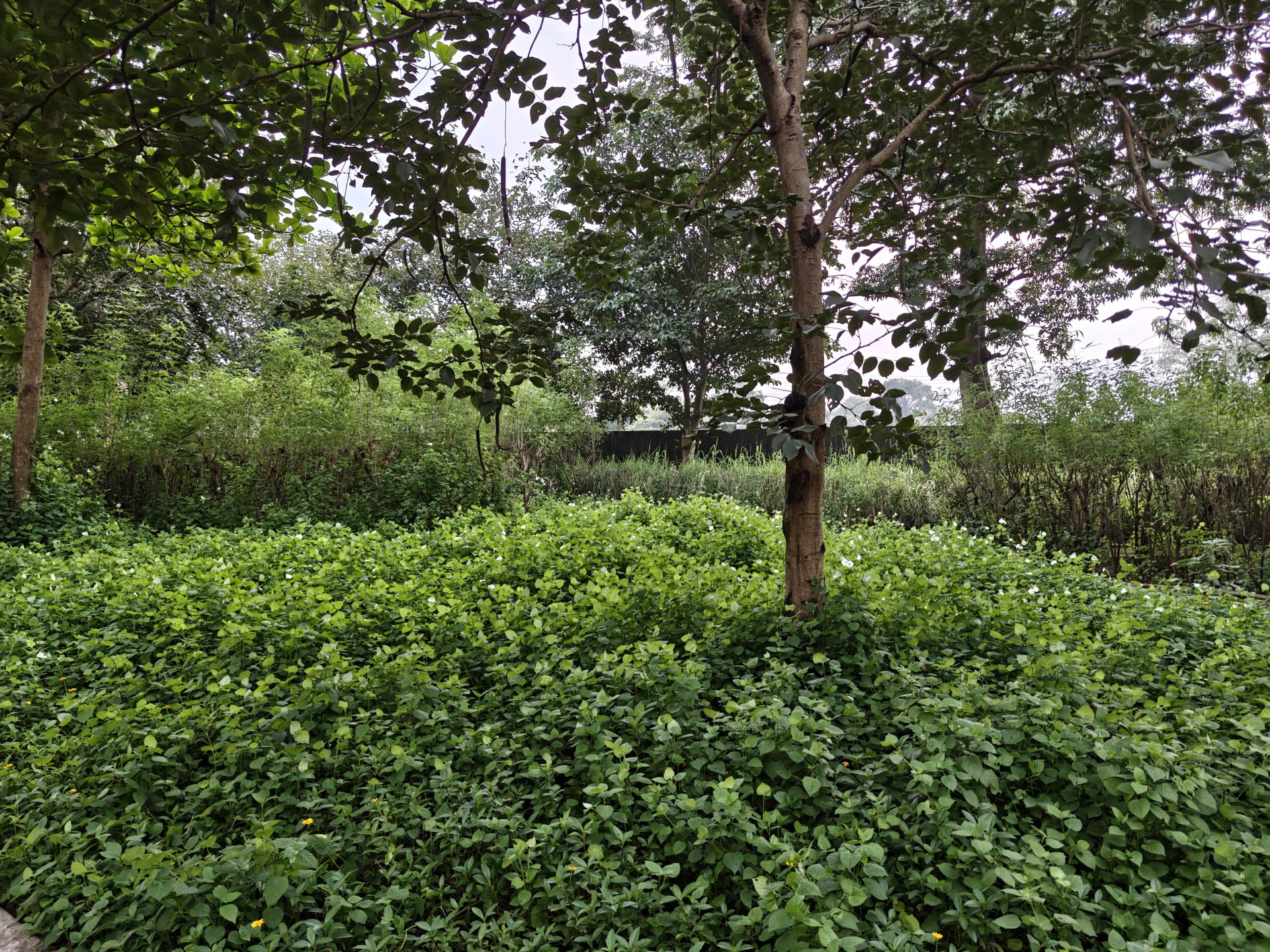 OnePlus 15 против OnePlus 13: какой из смартфонов выбрать картинка Смартфоны OnePlus 15 и OnePlus 13 | DGL.RU