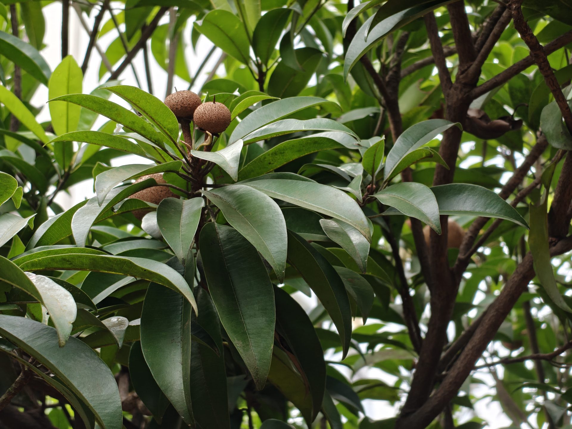 OnePlus 15 против OnePlus 13: какой из смартфонов выбрать картинка Смартфоны OnePlus 15 и OnePlus 13 | DGL.RU