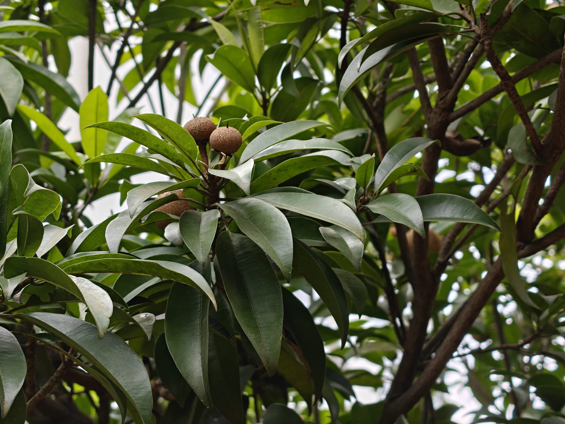 OnePlus 15 против OnePlus 13: какой из смартфонов выбрать картинка Смартфоны OnePlus 15 и OnePlus 13 | DGL.RU