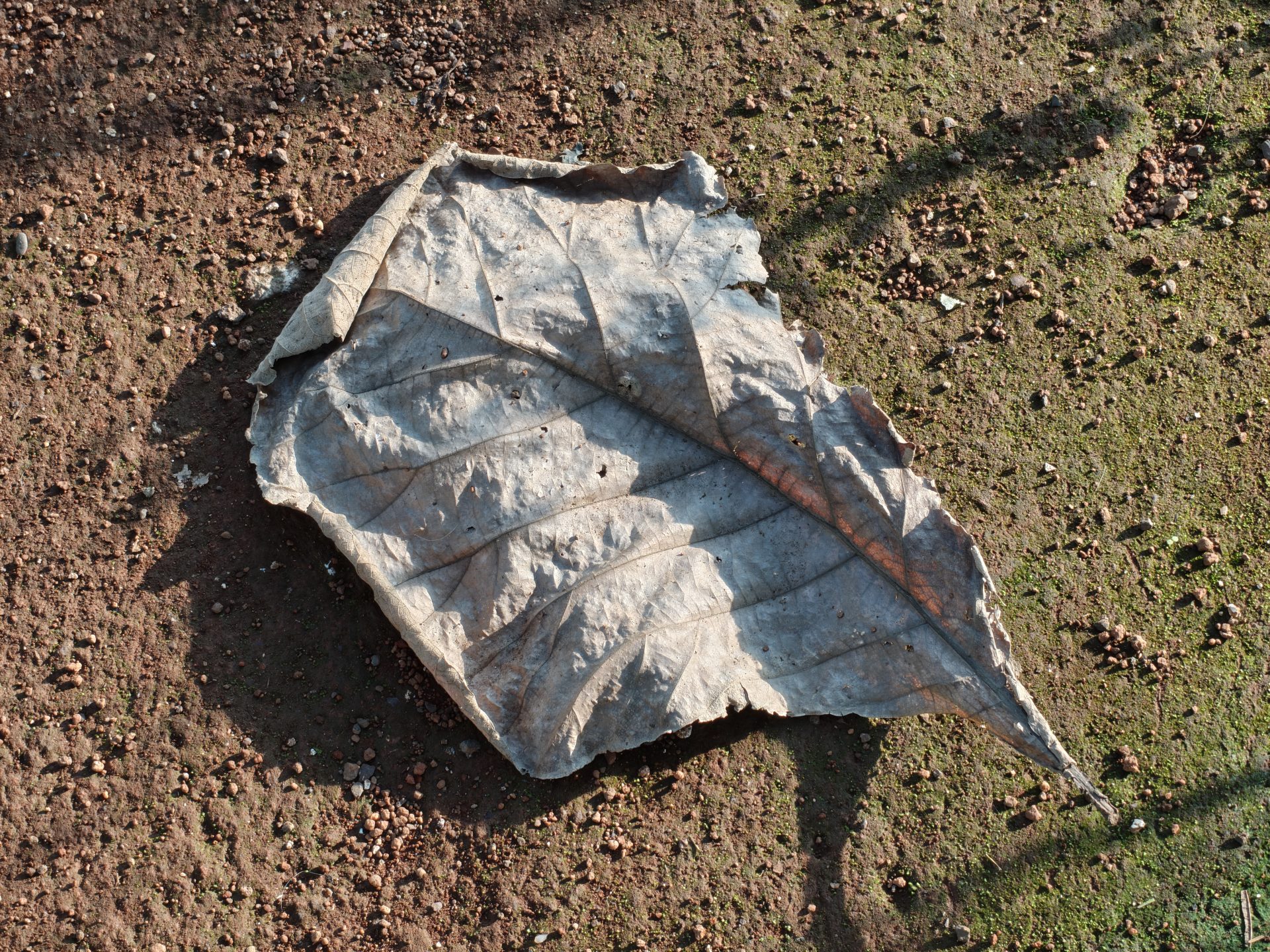 OnePlus 15 против OnePlus 13: какой из смартфонов выбрать картинка Смартфоны OnePlus 15 и OnePlus 13 | DGL.RU