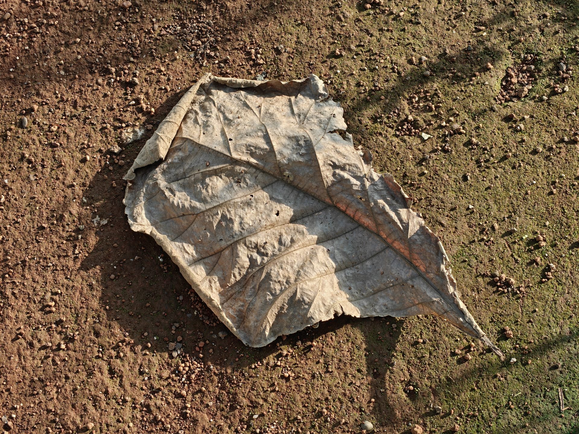 OnePlus 15 против OnePlus 13: какой из смартфонов выбрать картинка Смартфоны OnePlus 15 и OnePlus 13 | DGL.RU