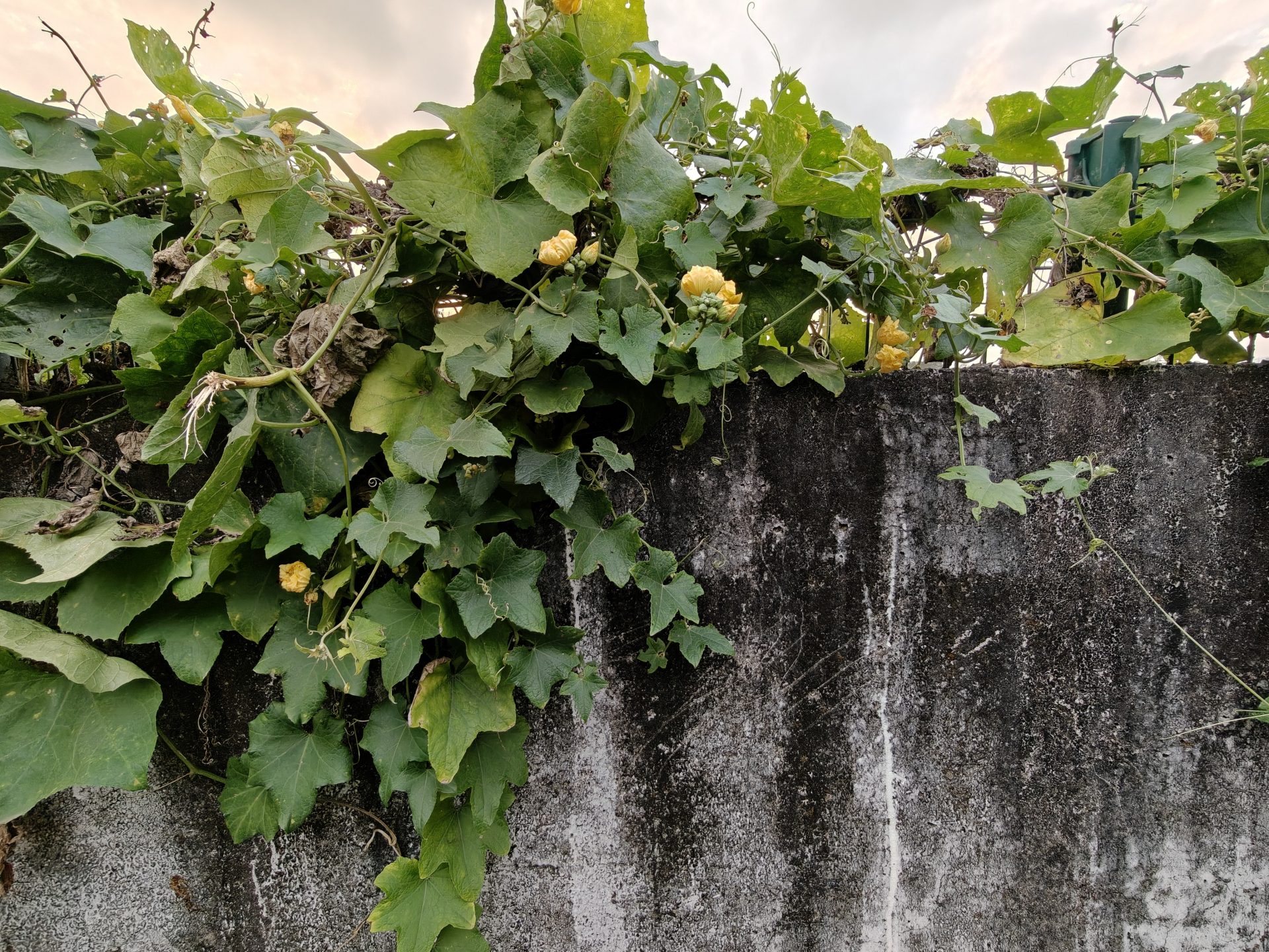 OnePlus 15 против OnePlus 13: какой из смартфонов выбрать картинка Смартфоны OnePlus 15 и OnePlus 13 | DGL.RU