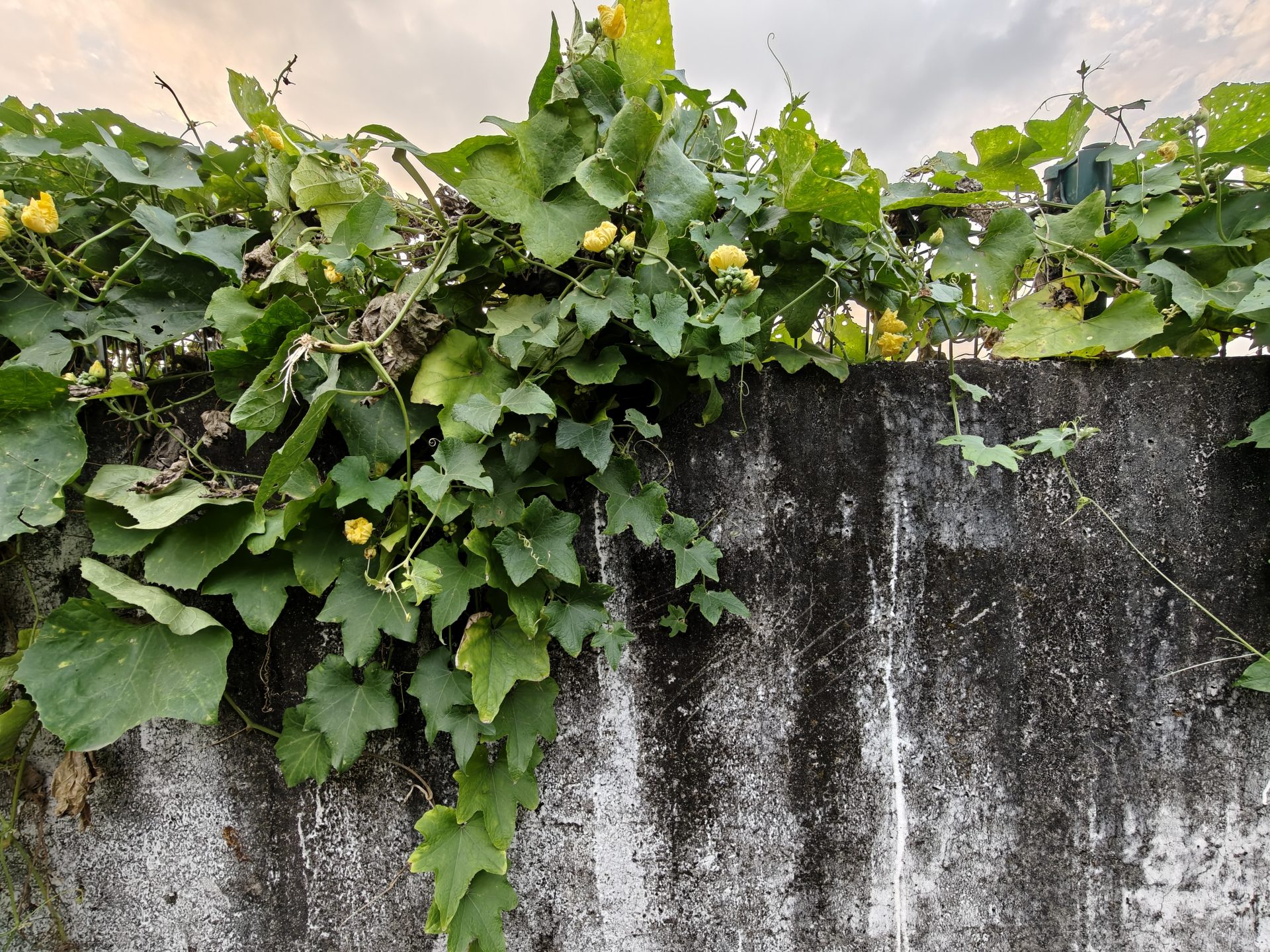 OnePlus 15 против OnePlus 13: какой из смартфонов выбрать картинка Смартфоны OnePlus 15 и OnePlus 13 | DGL.RU