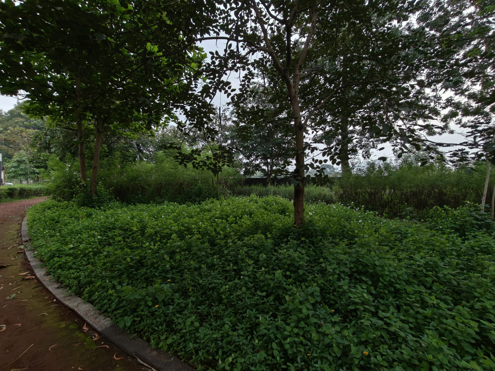 OnePlus 15 против OnePlus 13: какой из смартфонов выбрать картинка Смартфоны OnePlus 15 и OnePlus 13 | DGL.RU