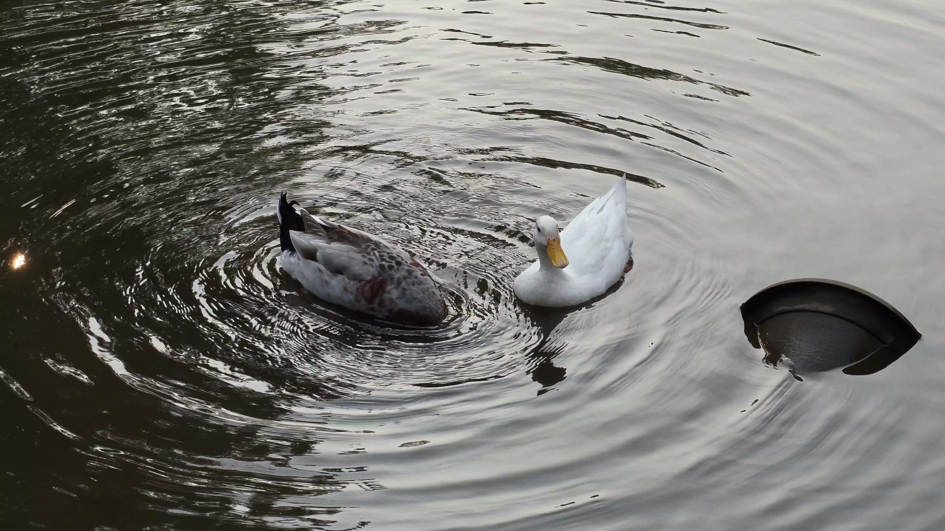 OnePlus 15 против OnePlus 13: какой из смартфонов выбрать картинка Смартфоны OnePlus 15 и OnePlus 13 | DGL.RU