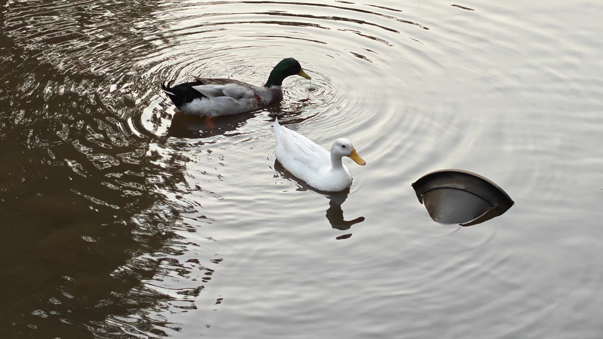 OnePlus 15 против OnePlus 13: какой из смартфонов выбрать картинка Смартфоны OnePlus 15 и OnePlus 13 | DGL.RU