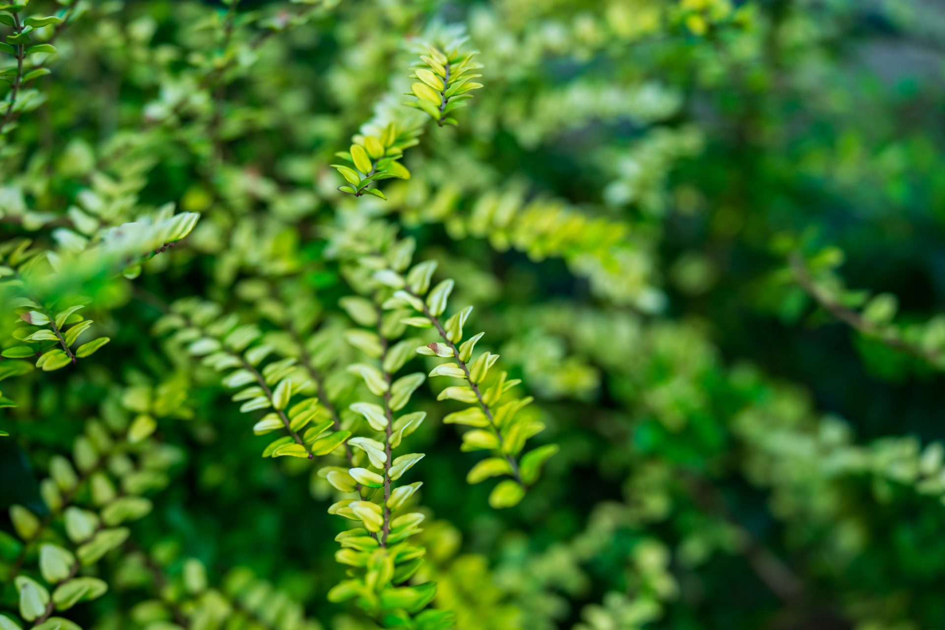 Tamron 70-180mm F2.8 G2: телеобъектив с VC | DGL.RU