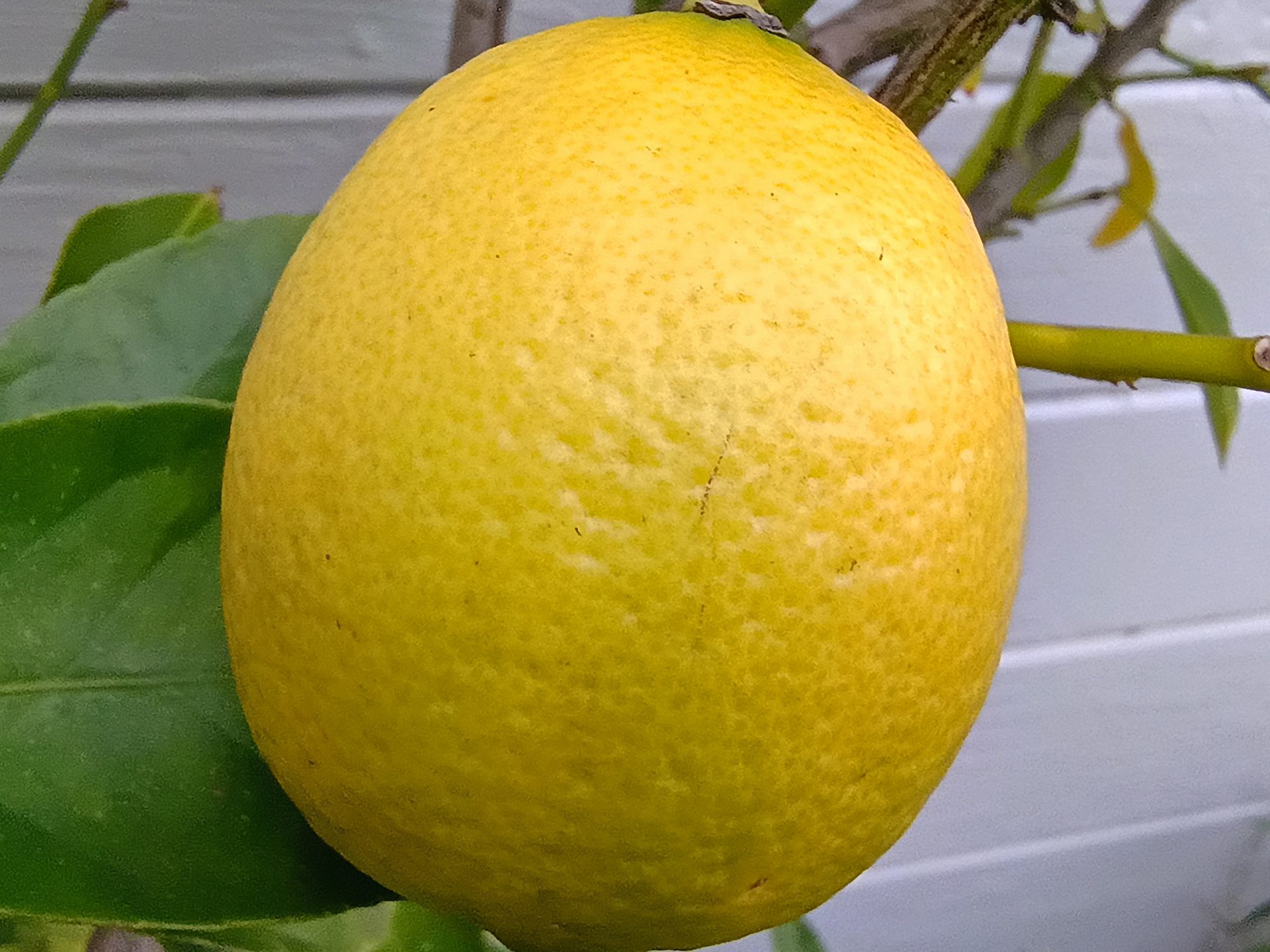 Motorola Moto G Power (2026)