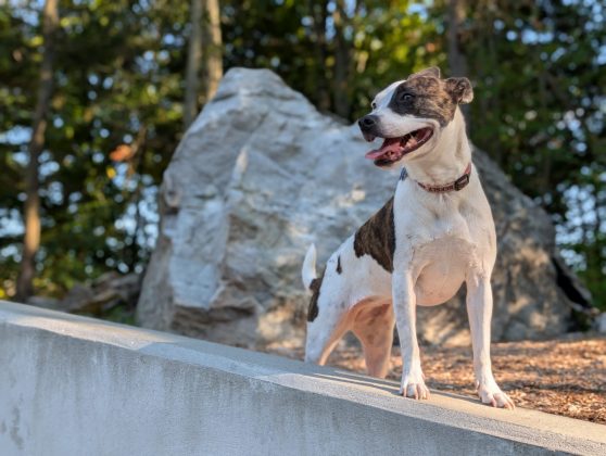 Google Pixel 10 Pro XL