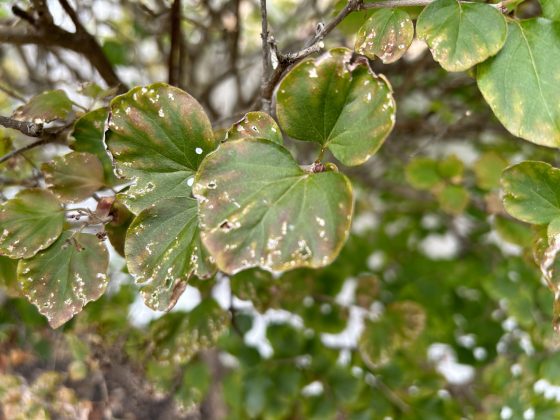 Apple iPhone 14 Plus