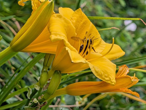 Google Pixel 10 Pro XL