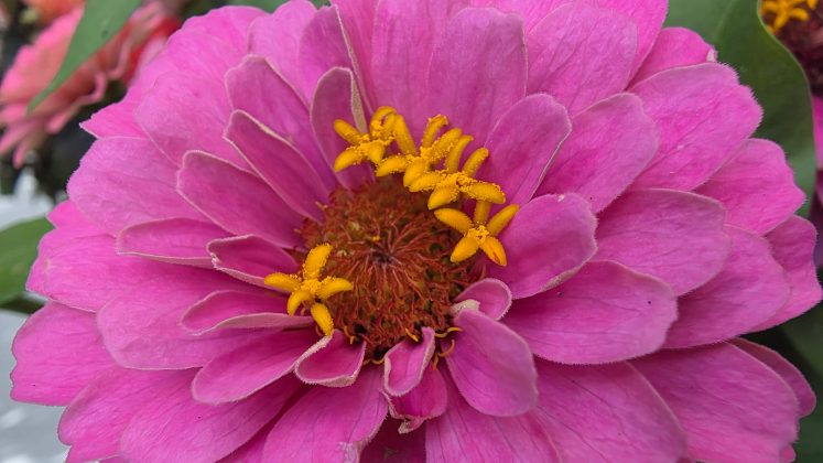 Samsung Galaxy Z Fold 7