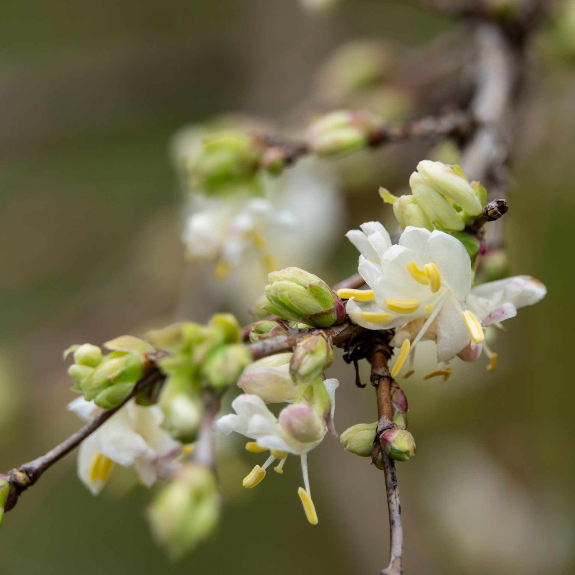 Выбираем садовые растения для зимнего сада | DGL.RU