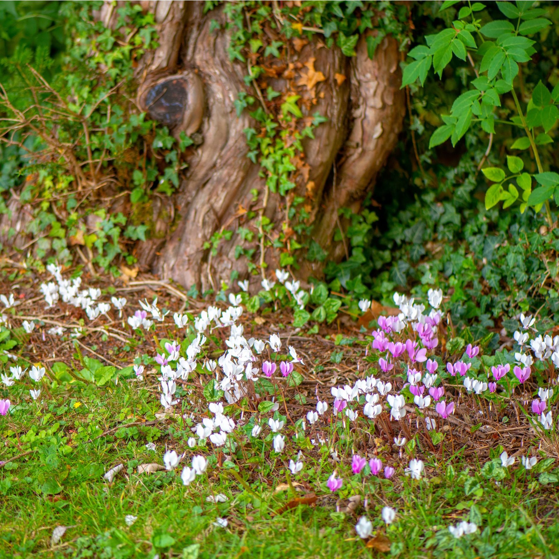 Выбираем садовые растения для зимнего сада | DGL.RU