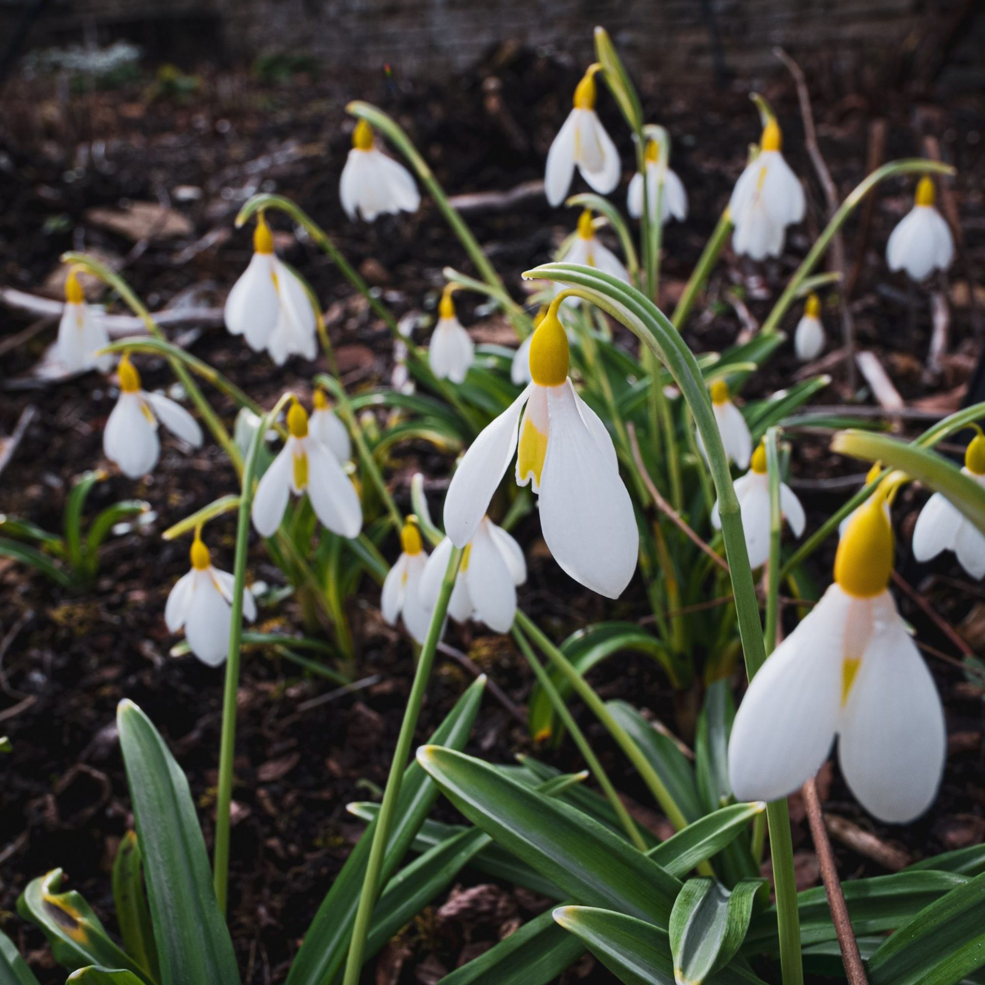 Выбираем садовые растения для зимнего сада | DGL.RU