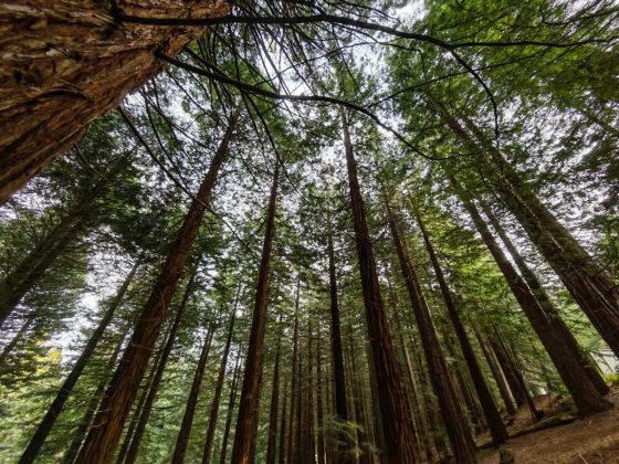 Смартфон Honor Magic8 Pro с компромиссами | DGL.RU