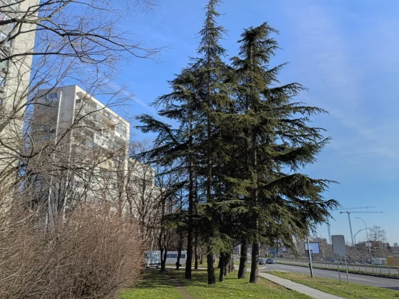 Смартфон Moto G Play (2026) vs Moto G (2026) | DGL.RU