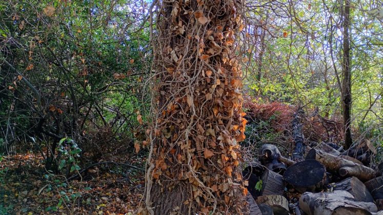 Смартфон Moto G06 Power &mdash; ставка на батарею | DGL.RU