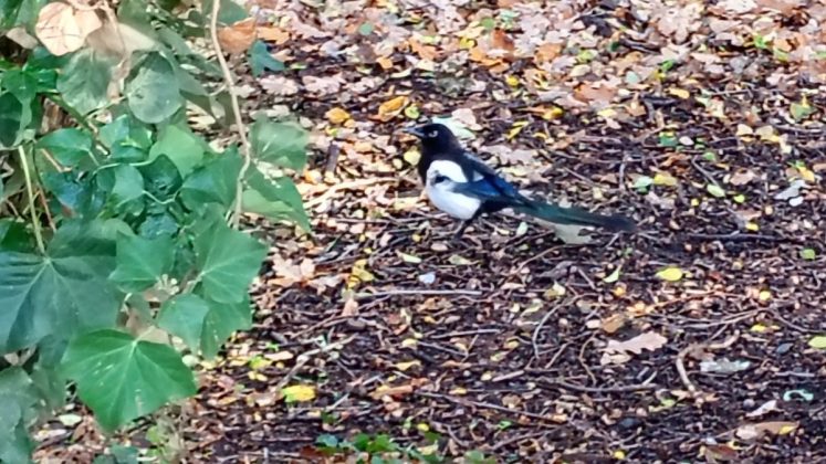 Смартфон Moto G06 Power &mdash; ставка на батарею | DGL.RU