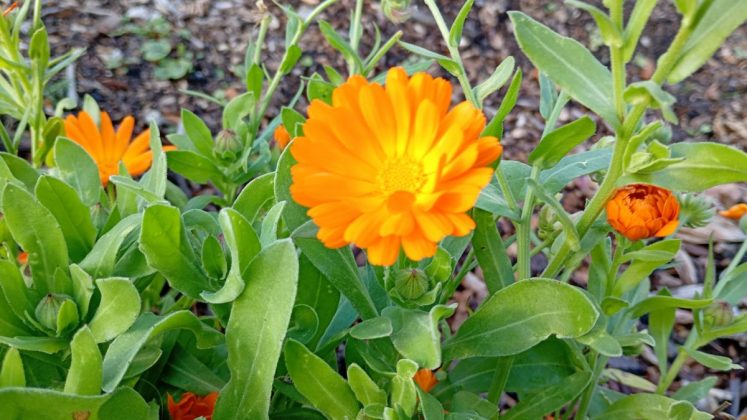 Смартфон Moto G06 Power &mdash; ставка на батарею | DGL.RU