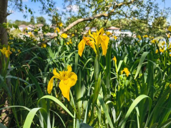 Смартфон Motorola Edge 60 Fusion &mdash; бюджетник | DGL.RU