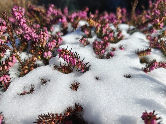 Смартфон Realme 16 Pro+: ставка на камеру | DGL.RU