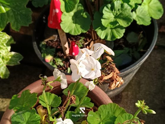 Смартфон RugOne Xever 7 Pro переоценён | DGL.RU