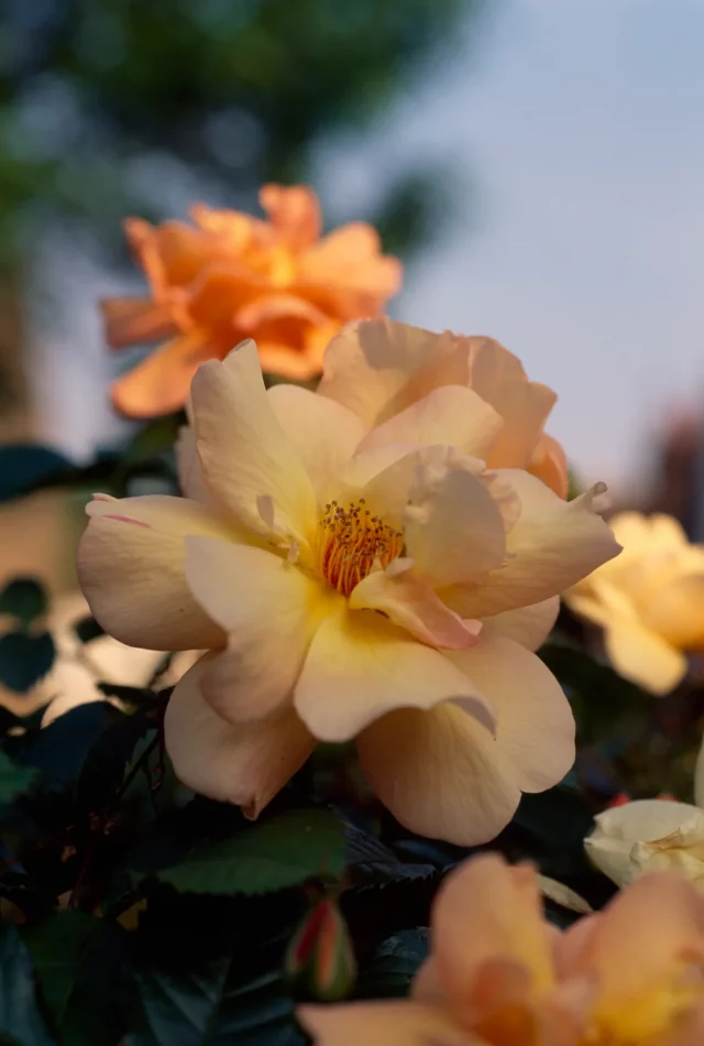 Садовые розы: самые ранние сорта для дачи | DGL.RU