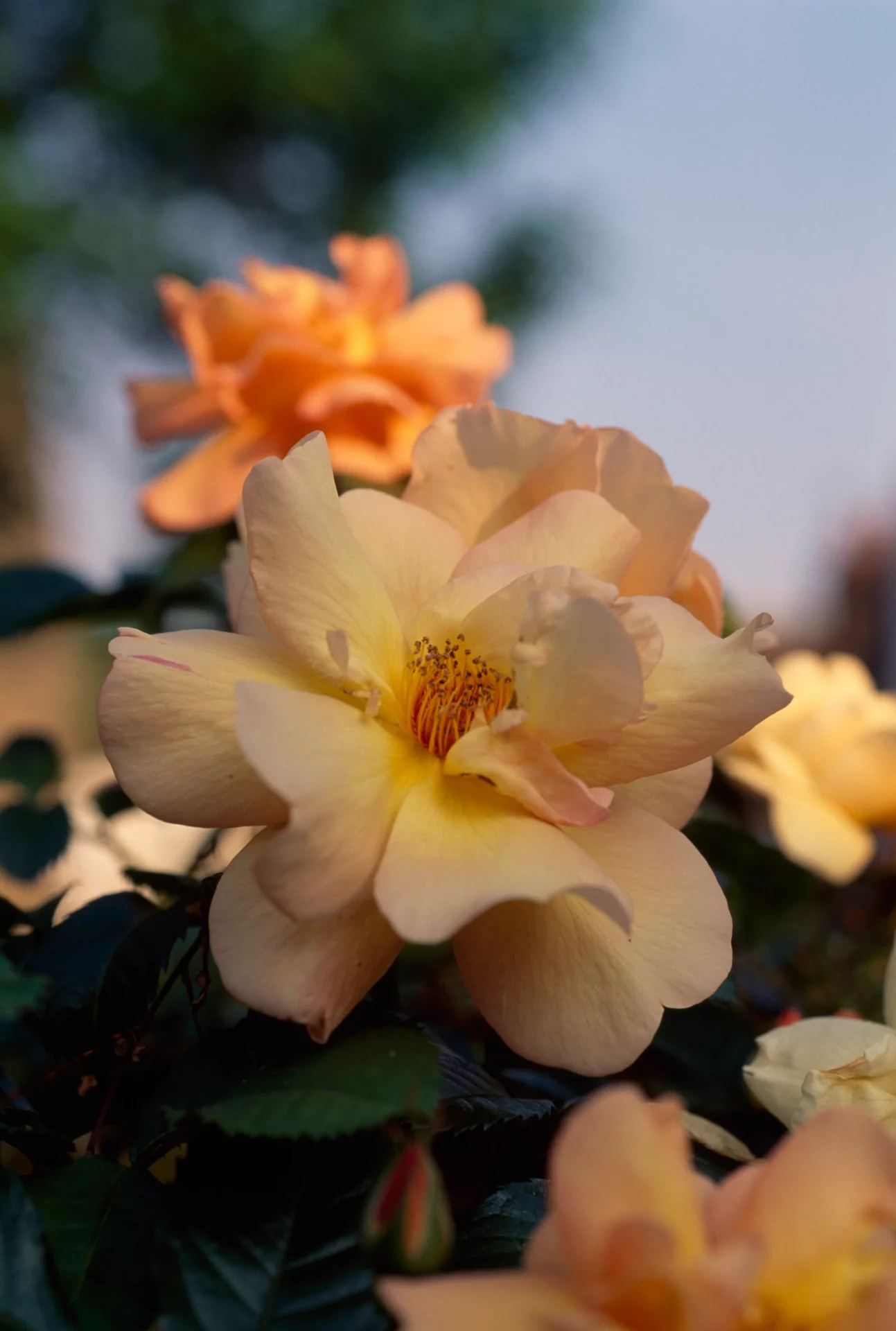 Забудьте о скучном саде весной: посадите эти розы сейчас, чтобы наслаждаться цветением уже в апреле