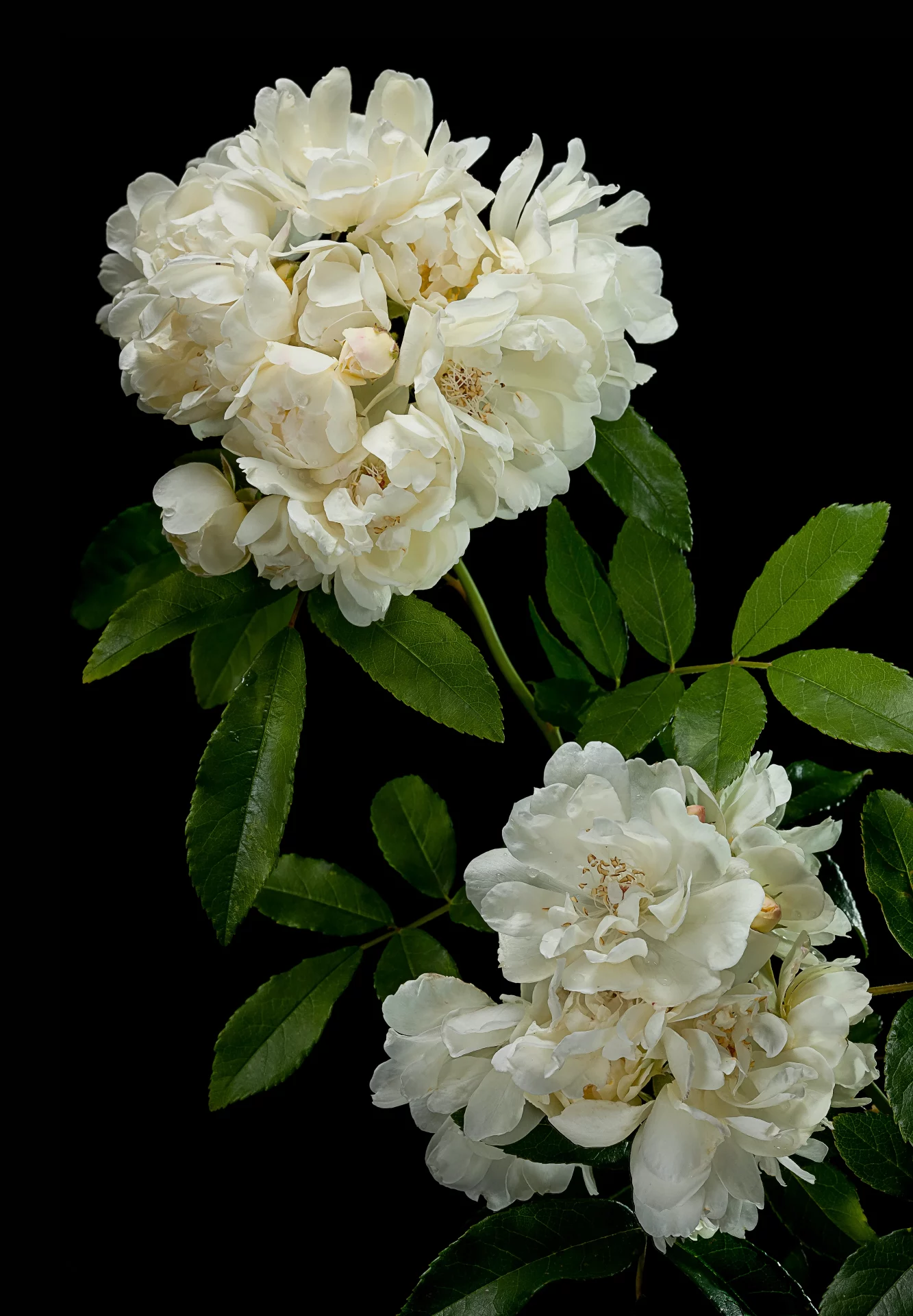 Садовые розы: самые ранние сорта для дачи | DGL.RU