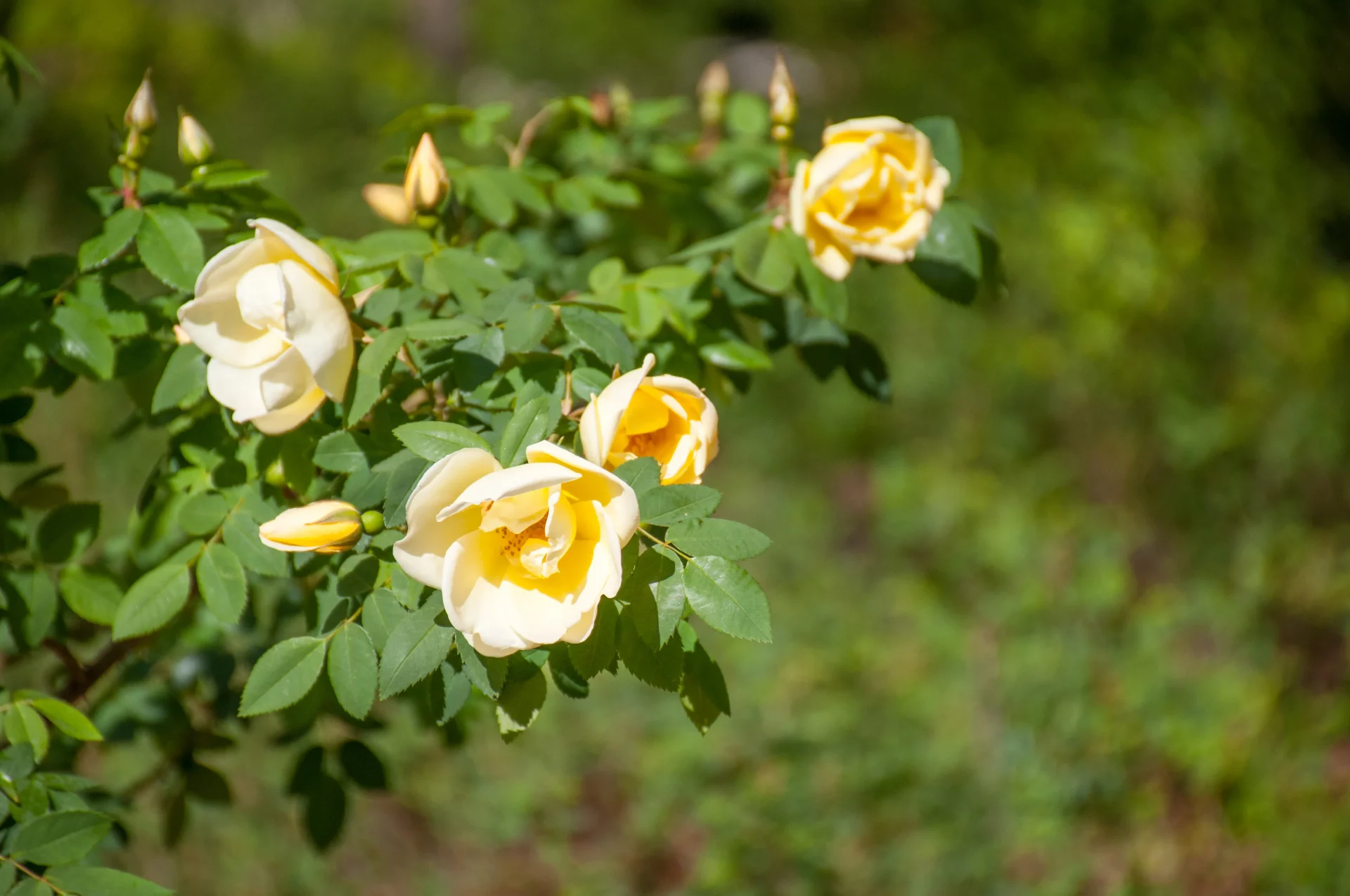 Садовые розы: самые ранние сорта для дачи | DGL.RU