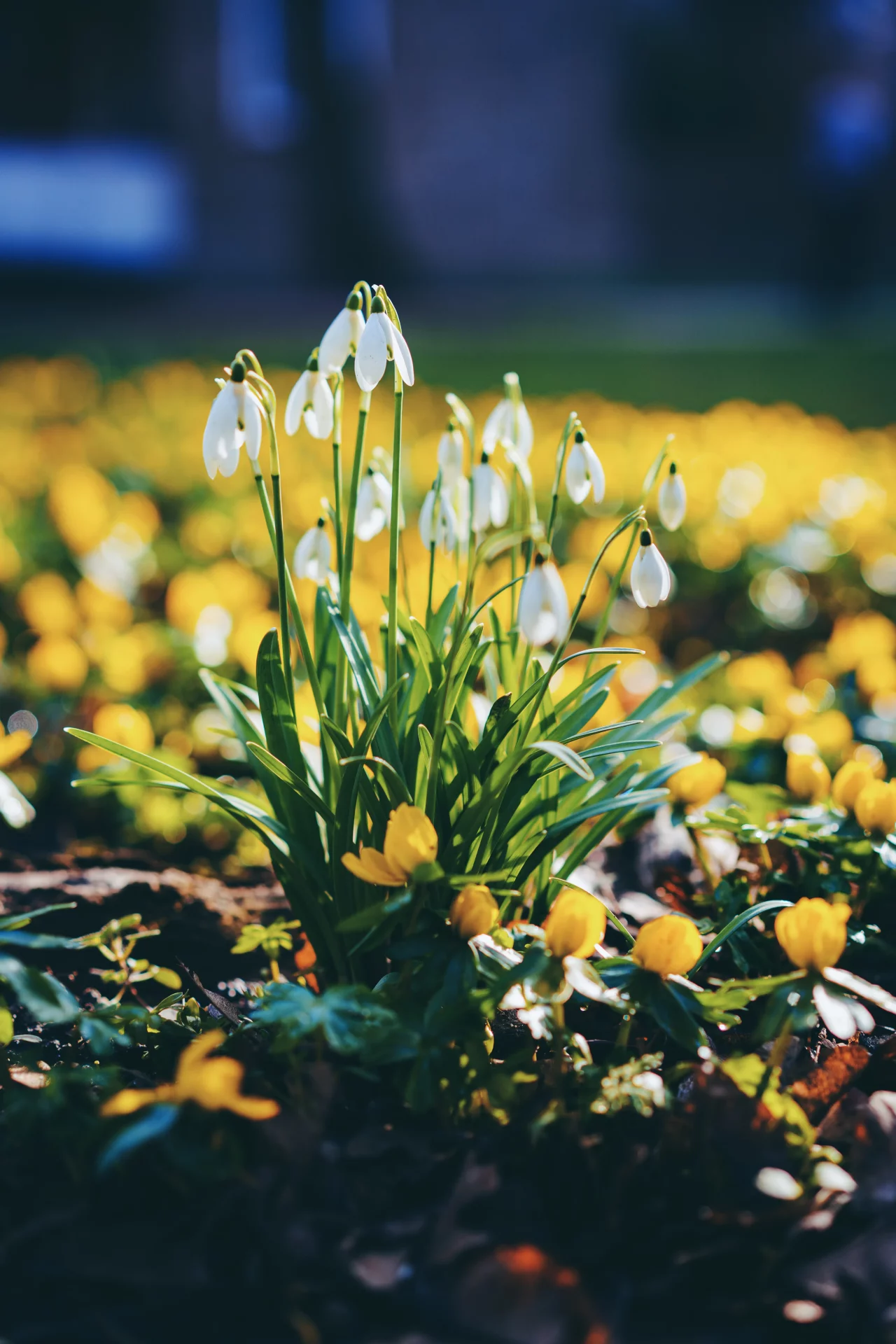 Зимняя сказка на даче: растения, которые цветут в мороз и спасают от серой тоски