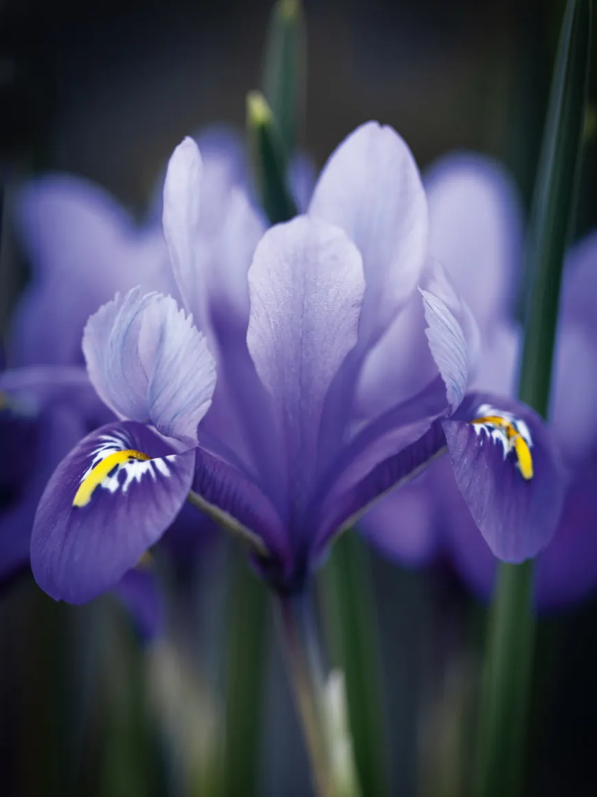 Зимние цветы для дачи: что посадить в сад | DGL.RU