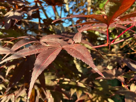 iPad mini 8,3 дюйма (2024)