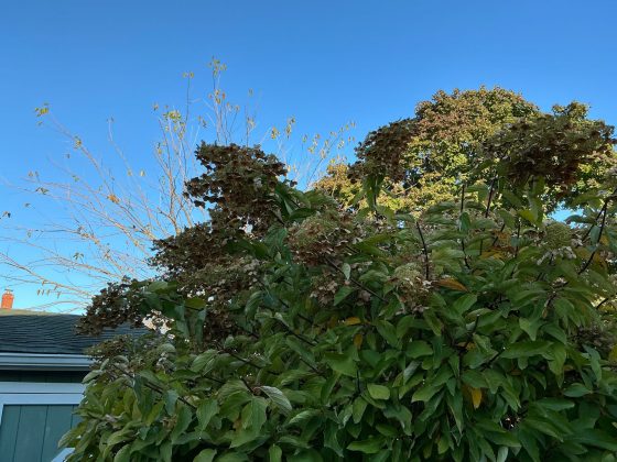 iPad mini 8,3 дюйма (2024)