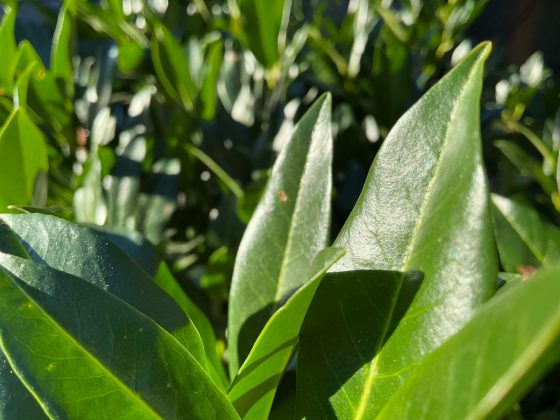 iPad mini 8,3 дюйма (2024)