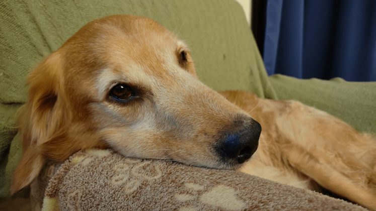 Игровой смартфон Redmagic 11 Air для игр в дороге | DGL.RU