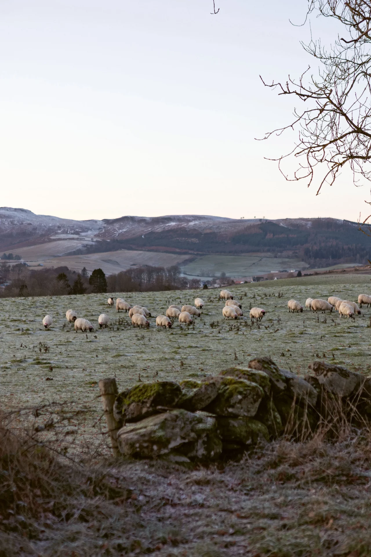 Шотландский стиль интерьера: тартан и рога | DGL.RU